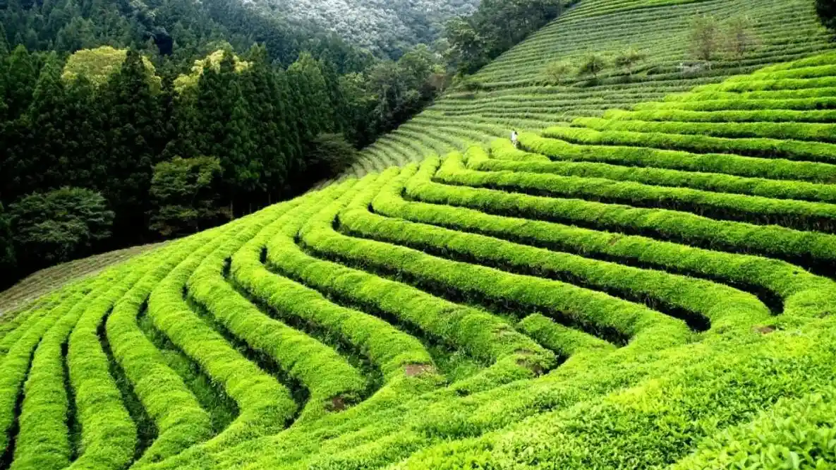 Happy Valley Tea Estate